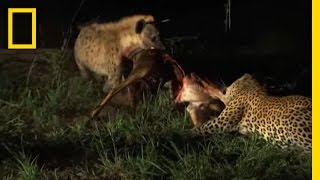 Hyenas Fight Leopard for Kill  National Geographic [upl. by Grenville546]