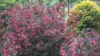 Wine Roses Weigela [upl. by Aiciram715]