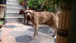 2 HORAS PERRO LADRANDO SONIDOS RELAJANTES  BARKING DOG RELAXING SOUNDS 2 HOURS [upl. by Ahsi]