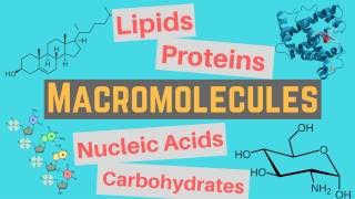 Macromolecules  Classes and Functions [upl. by Iaria835]