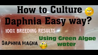 Daphnia MagnaHow to Culture Daphnia Easy wayCulturing Daphnia using Green water Daphnia [upl. by Imoyn800]