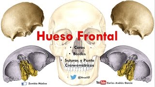 Anatomía  Hueso Frontal Caras Bordes Puntos Craneométricos [upl. by Heindrick]