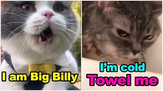 These Cats Can Speak English Better Than Hooman 😸 Funny Cats Compilation [upl. by Niras]