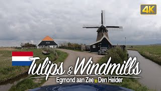 Driving through Tulip fields from Egmond aan Zee to Den Helder Netherlands🇳🇱 [upl. by Lennor]