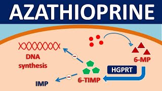 Azathioprine imuran  Mechanism side effects precautions amp uses [upl. by Jonell]