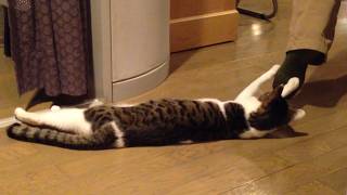 Funniest Cat Video Compilation 2024 [upl. by Nancy]