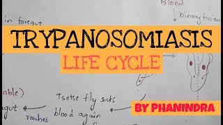 TRYPANOSOMIASIS  STRUCTURE  LIFE CYCLE  SYMPTOMS  TREATMENT  BY PHANINDRA GUPTA [upl. by Ferris]