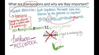 What are TransposonsTransposable Elements [upl. by Bellaude]