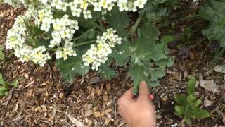 Sea Kale Crambe Maritima Redo Better sound More info [upl. by Eissirk]