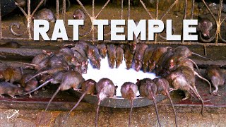 Karni Mata Rat Temple in Bikaner India  The Planet D [upl. by Jaclin]