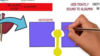 BILIRUBIN METABOLISM AND JAUNDICE TYPES AND CAUSES [upl. by Gabriela]