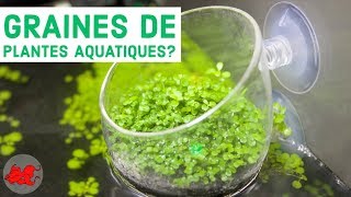 Graines de plantes aquatiques [upl. by Toback534]