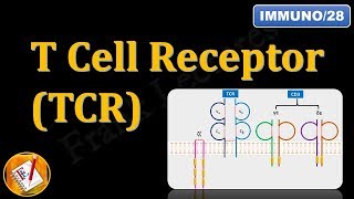 T Cell ReceptorTCR and CD3 FLImmuno28 [upl. by Atikat973]