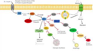 AKT Signaling Pathway  Regulation and Downstream Effects [upl. by Notlew]