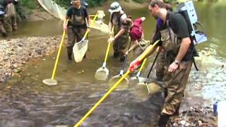 Electrofishing in the Stream [upl. by Hadias]