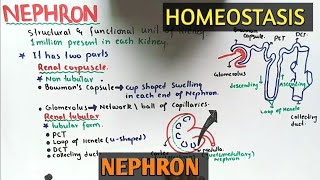 nephron structure And Functions  Class 12 Biology [upl. by Prud]