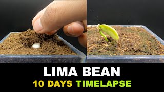 Growing Lima Bean  Time Lapse  10 Days [upl. by Alcot412]