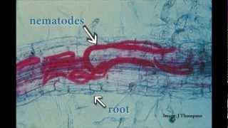 Understanding Root Lesion Nematodes [upl. by Nnylrats]