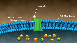 Types of Drug Receptors [upl. by Romina]