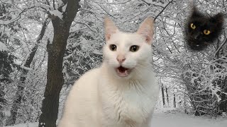 Funny Christmas song by Cats  Merry Christmas [upl. by Nahtiek416]