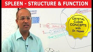 Spleen  Structure amp Function [upl. by Eltsyrc]