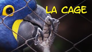 TUTO  Bien aménager la cage de son perroquet [upl. by Lyn]