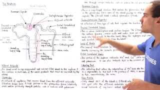 Structure of the Nephron [upl. by Kean188]