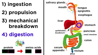 The Digestive System [upl. by Coleville]