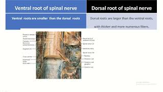 Ventral and dorsal roots of spinal nerve their functional component and differences [upl. by Anavrin632]