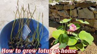 How to grow mini lotus at home from seeds [upl. by Nnaik]