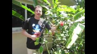 Growing heliconias and maintaining them [upl. by Ledda]