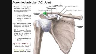 The Acromioclavicular AC Joint  Anatomy and Function [upl. by Amleht]