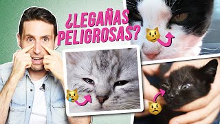 Legañas en gatos 😿  ¿Cuáles puedes limpiar 👌 y cuáles no 🚫 ¿Son dañinas [upl. by Nivrag426]