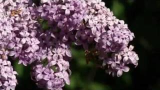 Prairie Yard amp Garden Lilacs [upl. by Elwaine]