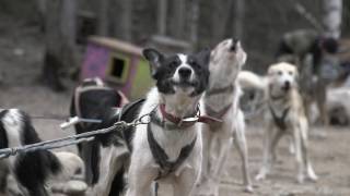 The Truth Behind Dog Sledding [upl. by Aicenet]