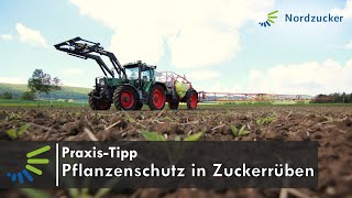 Pflanzenschutz in Zuckerrüben Unkraut und Ungrasbekämpfung [upl. by Lehsreh124]