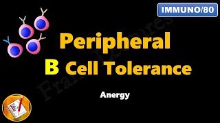 Peripheral B cell Tolerance  Anergy FLImmuno80 [upl. by Eniloj689]