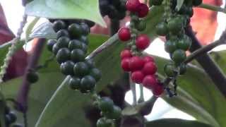 How to Grow Black Pepper Piper nigrum [upl. by Aman]