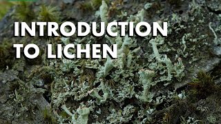 An Introduction to Lichen [upl. by Aettam]