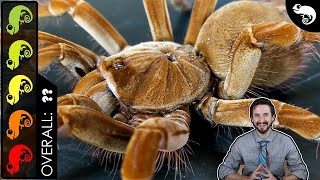 Goliath Birdeater The Best Pet Tarantula [upl. by Aun]