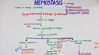 Hemostasis  Easy Flowchart  Physiology [upl. by Uokes]