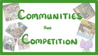 GCSE Biology  Interdependence  Community and Competition 84 [upl. by Cutter]