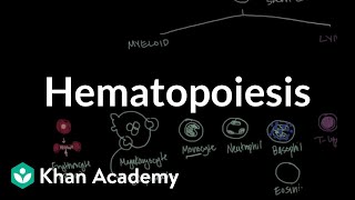 Hematopoiesis  Hematologic System Diseases  NCLEXRN  Khan Academy [upl. by Sacrod]