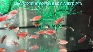 Macropodus opercularis SUPER RED [upl. by Sneve]