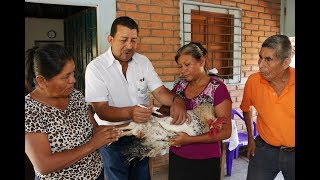 VACUNACIÓN DE AVES DE TRASPATIO PARA PREVENIR ENFERMEDADES [upl. by Ilrac]