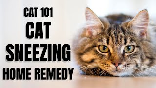 Cats 101  Cat Sneezing Home Remedy [upl. by Auburn]