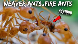 Ant War Weaver Ants vs Fire Ants [upl. by Oloap788]