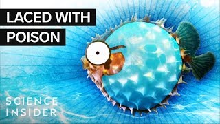 What’s Inside A Puffer Fish [upl. by Wilmott]