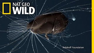 FirstEver Footage of DeepSea Anglerfish Mating Pair  Nat Geo Wild [upl. by Retha]