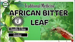 Traditional Medicine  African Bitter Leaf  Vernonia amygdalina  Part 1 [upl. by Nivart]